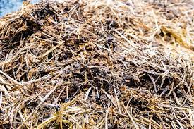 Cow manure is also best applied before planting the tomatoes and after harvesting. Horse Or Cow Manure Which Is Better