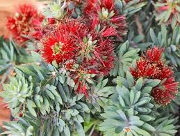 Image result for Callistemon