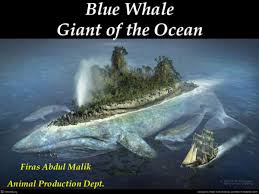 We have more than 0 pdf manuals for timetec computing sdn bhd devices. Ppt Whale Seminar Firas Mizory Academia Edu