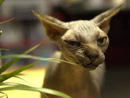 We want them to stay with us as long as possible. 6 Frequently Asked Questions About Sphynx Cats