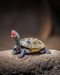 Turtle Is A Magical Animal Page 56 Of 63 Sciliy Cute Turtles Cute Baby Turtles Baby Sea Turtles