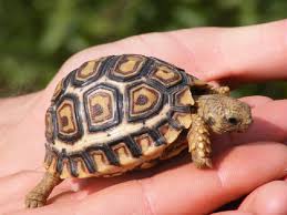 Gặp rùa là điềm gì? Có nên mang rùa về nuôi hay không?