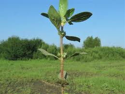 Image result for Bergia