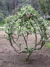 Trained Apple Tree Albert Kahn Japanese Garden 2010 Japanese Garden Plants Apple Tree