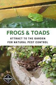 Maybe you would like to learn more about one of these? How To Attract Frogs And Toads To Your Garden Gardening Channel