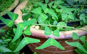 God tells that for the learned (pundits) it is enough to repeat the. Tanam Sendiri Pokok Daun Rama Rama Rerama Binmuhammad