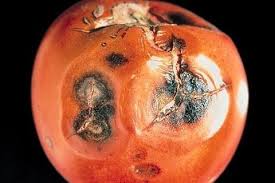 الأمراض المتسببة عن الفطر كوليتوتريكم Colletotrichum Spp