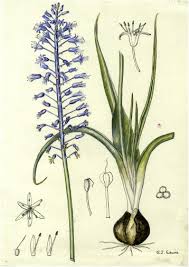 Image result for Schizocarphus