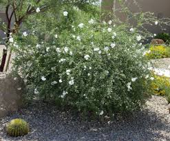 Image result for Cordia pilosissima
