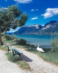 Famille De Cygnes En 2020 Lac Annecy Voyage En Famille Annecy