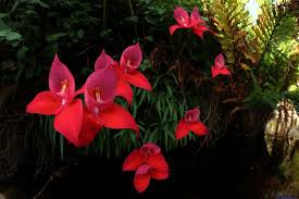 Image result for Disa welwitschii