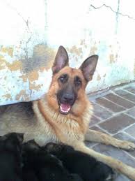 Look at pictures of german shepherd dog puppies who need a home. Pets Pakistan German Shepherd And Labrador Puppies For Sale In Karachi
