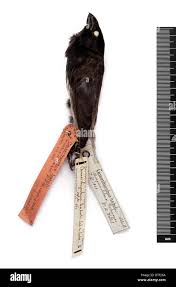 Dr finch hi-res stock photography and images