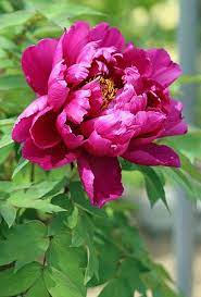 Karl Rosenfield Pink Peony Peony Flower Garden Growing Peonies Flower Garden Design