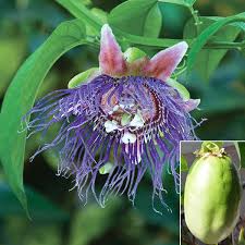 Image result for Passiflora quadrangularis