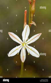 Image result for Trachyandra saltii