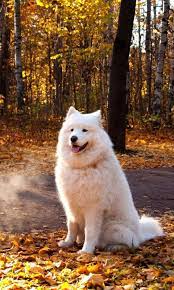White Dog Wallpaper For 480x800 White Dogs Dog Wallpaper Dogs