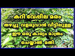 Curry Leaves Grow Well Tips And Tricks At Home In Malayalam Youtube Curry Leaves Tips Growing