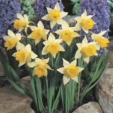 Maybe you would like to learn more about one of these? Boston Bulbs Flower Bulbs Grass Seed More Wholesale Prices