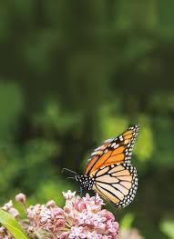Butterfly bush readily escapes cultivation and invades natural areas, crowding out native plants; Wanna Save The Monarch Butterfly Plant Some Milkweed Portland Monthly