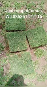 Bibit rumput gajah mini hijau 100×100 cm: Rumput Gajah Mini Jepang Posts Facebook