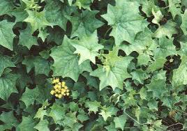 Image result for Delairea odorata