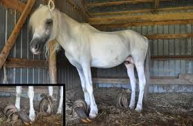 Help keep this page updated: Left In A Stable For 10 Years Quest Makes Amazing Recovery Horsetalk Co Nz