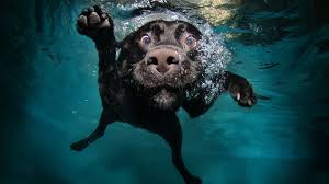 Download 4k wallpapers ultra hd best collection. Wallpaper Id 42143 Dog 4k 4k Wallpaper Puppy Black Underwater Funny Animal Pet Water Bubbles