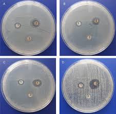The test antibiotic immediately begins to diffuse outward from the disks, creating a gradient of antibiotic concentration. Green Synthesis Of Silver Nanoparticles Using Lysiloma Acapulcensis Exhibit High Antimicrobial Activity Scientific Reports