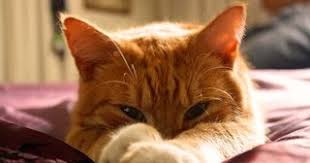 Perfect for a stylish female cat. Orange Cat Names 500 Hilarious And Cute Names With Meaning Orange Cat Names 500 Hilarious And Cute Names With Meaning