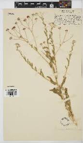 Image result for Erlangea