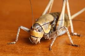 Cricket (insect) facts for kids. Cricket Insect Information Fun Facts How To Get Rid Of Them