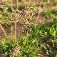 Image result for Sporobolus festivus