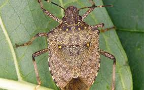 The brown marmorated stink bug is difficult to manage on commercial crops (kuhar and kamminga 2017). Stink Bug Arrives In Minnesota And What A Landing Grand Forks Herald