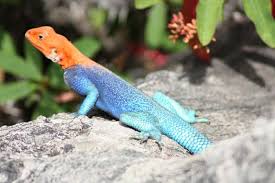 Black And White Lizard Arizona Learn Your Lizards East Phoenix Arizona Valley Lizard Reptiles And Amphibians San Diego Zoo