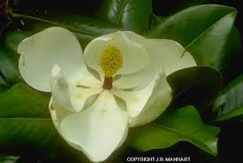 Image result for Magnoliaceae