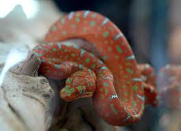 Baby Emerald Tree Boas For Sale