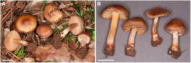 Image result for Inocybe sp.