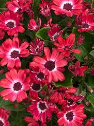 Image result for Cineraria