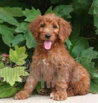 Sunshine Acres Golden Irish Doodle Puppies Goldendoodle Puppy For Sale Designer Dogs Goldendoodle Puppy