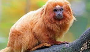 What Animals Live In The Amazon Rainforest Amazon Animals Rainforest Animals Endangered Rainforest Animals
