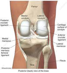 They are called the medial and the lateral femoral condyle, respectively. Medial Femoral Condyle Keyword Search Science Photo Library
