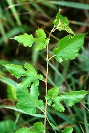 Maybe you would like to learn more about one of these? Ohio Weedguide