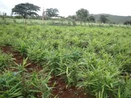 Ginger crop may be raised as an intercrop among coffee, coconut, areca nut and orange plantations. Ginger Plantation In Karnataka Youtube