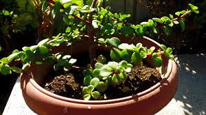 Seeds for new season the modern variety of cacti can satisfy a variety of lovers of these plants. How To Grow Jade Plant Growing And Caring Jade Plants Crassula Ovata