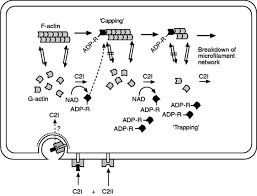 Clostridium botulinum can produce botulinum toxin in food or wounds and can cause botulism. Clostridium Botulinum An Overview Sciencedirect Topics