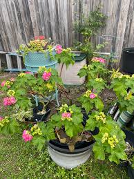 Image result for Dombeya buettneri