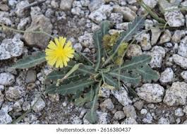 Image result for Launaea