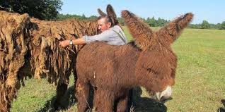 Thierry henri philippe baudet (born 28 january 1983) is a dutch author and politician. Le Baudet Du Poitou Ane Rasta Et Robuste Papa