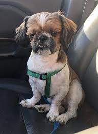 We did not find results for: Knoxville Tn Shih Tzu Meet Edgar Tn A Pet For Adoption